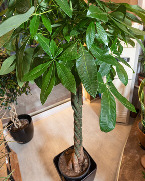 Guiana Chestnut Malvaceae, money tree plant from above