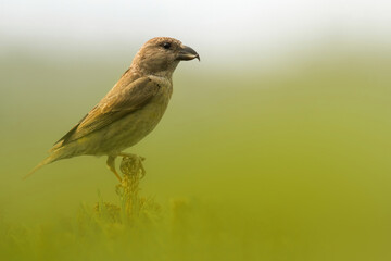 Red crossbill (Loxia curvirostra), with beautiful green coloured background. Colorful song bird with red feather sitting on the branch in the mountains. Wildlife scene from nature, Czech Republic