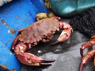 Collected crabs on a divers boat (Tortugas Bay, Peru)