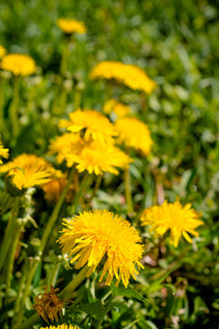 yellow dandelion close up on a blurry background