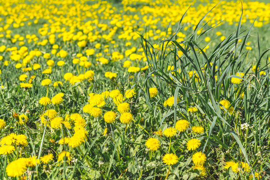 A clearing with yellow dandelions on a Sunny spring day. The concept of a background image