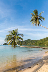 palm trees on the beach, Koh Mak beach, Koh Mak Island , Thailand.