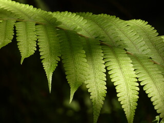 Close up of fern leaf (Sphaerostephanos heterocarpus), Victoria Falls rainforest, Zimbabwe