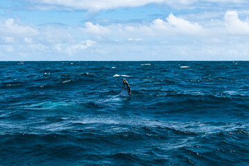 Fototapeta premium whales in the Atlantic ocean with a beautiful view