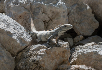 Close-up of a Yucatan iguana is a species of lizard from the Iguanidae family, Edzna, Mexico