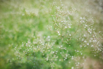 Gypsophila paniculata plant close up (Baby's Breath plant)