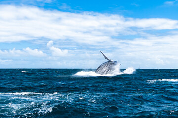 Fototapeta premium whales in the Atlantic ocean with a beautiful view