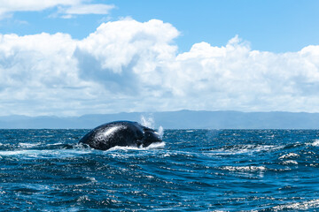 Obraz premium whales in the Atlantic ocean with a beautiful view