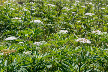 Obraz premium White Wild Flowers in The Field
