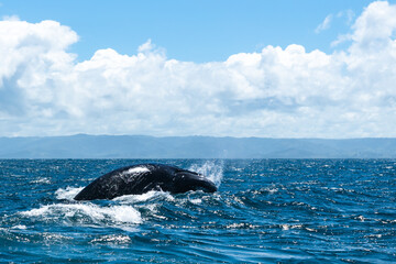 Fototapeta premium whales in the Atlantic ocean with a beautiful view
