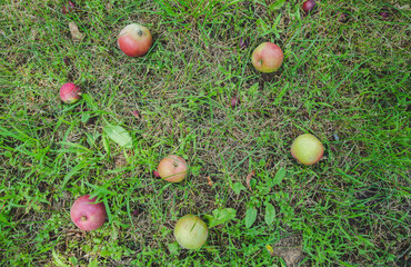 beautiful gloster delicious apples fallen from the trees, slightly rotten, lie on the green grass on the ground