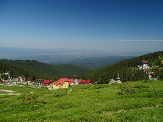 cows in the mountains