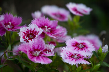Obraz premium pink and purple flowers