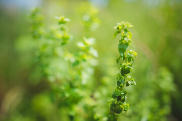 Oregano herb growing in the garden