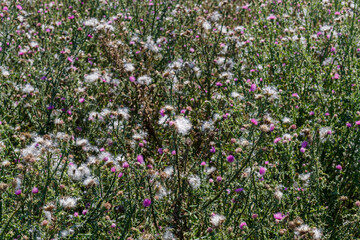 Obraz premium White Wild Flowers in The Field
