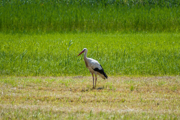 A stork (Ciconia ciconia) is walking on a green meadow
