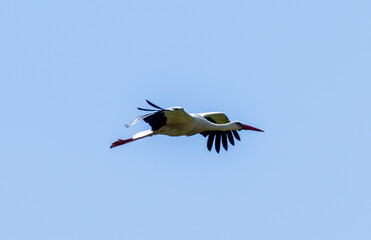 White stork  (Ciconia ciconia) flying with spread wings with a tree and the blue sky in the background