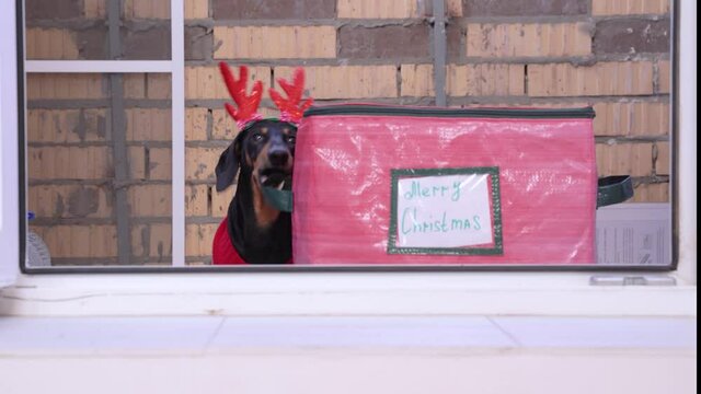 Cute dachshund dog in knitted sweater and headband with deer horns is dragging large red bag with Christmas stuff for holiday and decorating apartment for party.