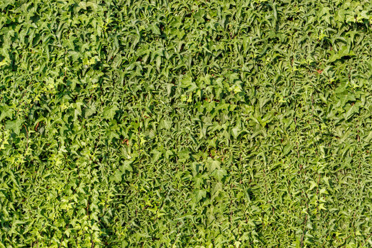 Natural Green Wall Useful For Background Image