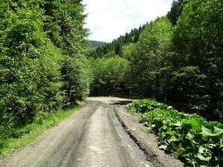 road in the forest