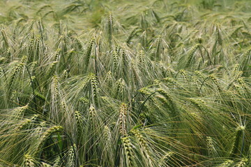 green wheat field