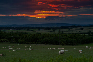 sheep in the Rainton meadows