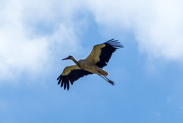 White stork  (Ciconia ciconia) flying with spread wings with a tree and the blue sky in the background