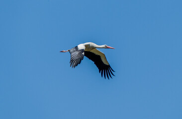 White stork  (Ciconia ciconia) flying with spread wings with a tree and the blue sky in the...