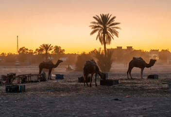 Plakat camels in the desert