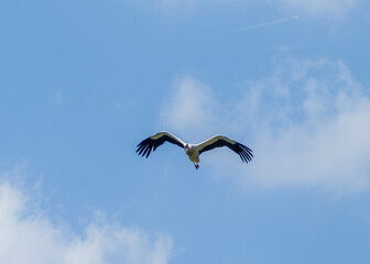 White stork  (Ciconia ciconia) flying with spread wings with a tree and the blue sky in the background