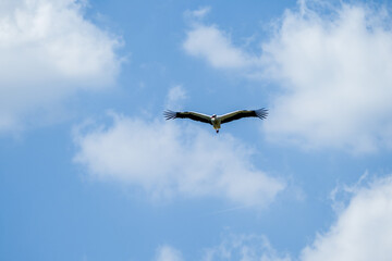 Fototapeta premium White stork (Ciconia ciconia) flying with spread wings with a tree and the blue sky in the background