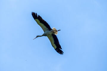 White stork  (Ciconia ciconia) flying with spread wings with a tree and the blue sky in the background