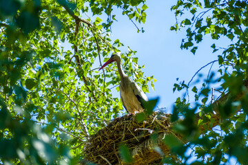 White stork (Ciconia ciconia)  sitting in its nest on a sunny summer day with a tree in the background