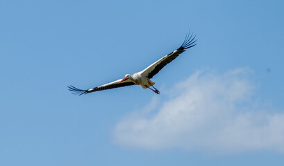 White stork  (Ciconia ciconia) flying with spread wings with a tree and the blue sky in the background