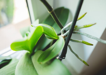 Keiki, baby orchid, Keiki phalaenopsis, orchid, bud, leaf
