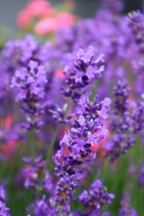 lavender flowers closeup