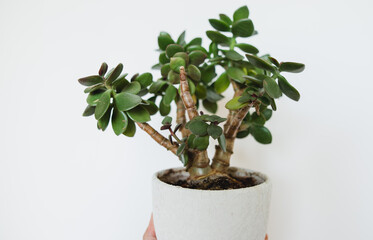 Fototapeta houseplant Crassula ovata jade plant money tree in white pot obraz