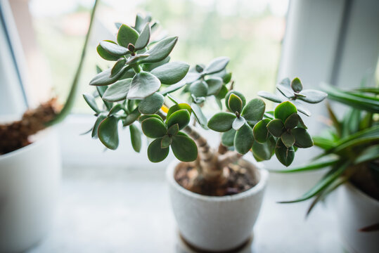 houseplant Crassula ovata jade plant money tree in white pot