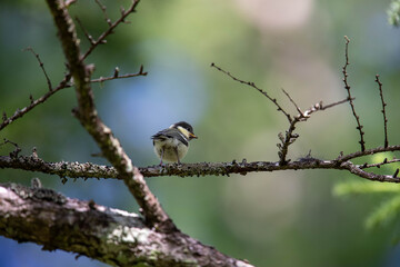 Fototapeta premium 枝にとまるシジュウカラ幼鳥