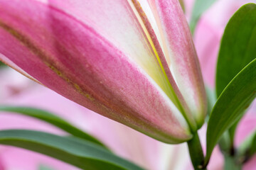 Fototapeta premium 屋外で撮影した百合