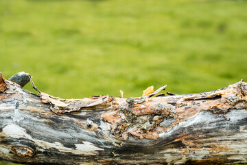 Tree bark. Horizontal tree trunk in the forest. fence log, texture