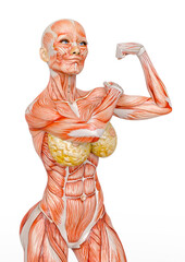 female bodybuilding in muscle maps is doing a can do it pose in white background