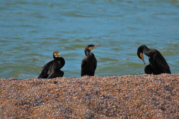 Cormorants on the Sea of ​​Azov