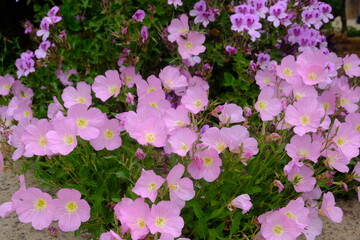 Obraz na płótnie Canvas Bunch of pink summer flowers