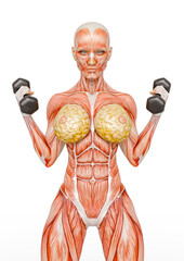 female bodybuilding in muscle maps is holding the dumbbells in white background