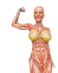 female bodybuilding in muscle maps is doing a bodybuilder pose seven in white background close up view