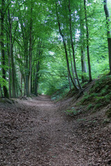 Obraz premium path in the forest