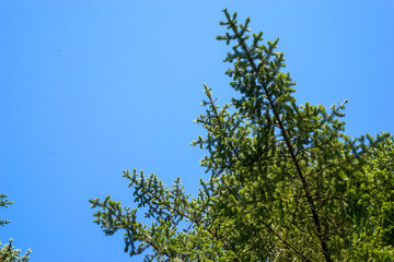 Baumwipfel einer Tanne mit grünen Nadeln in Bayern vor blauem Himmel.