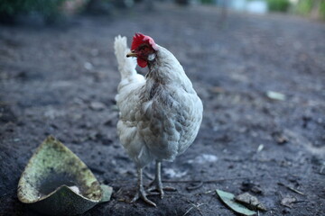 rooster in the farm