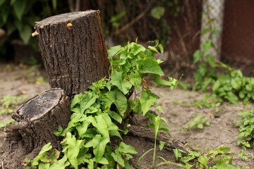 old tree stump